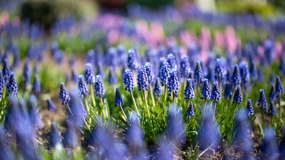 Blue Hyacinth Flowers in Garden