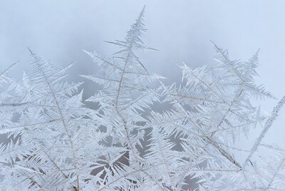 Frost-covered fern fronds