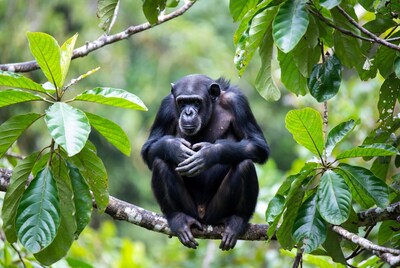 Chimpanzee sitting on jungle branch