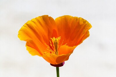 California Poppy Flower Closeup