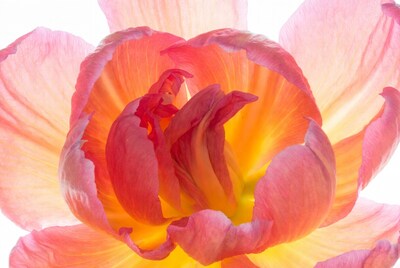 Pink and Orange Tulip Bloom