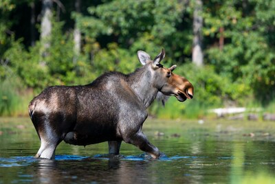 Moose wading in shallow water