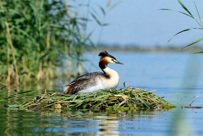 Great Crested Grebe on nest