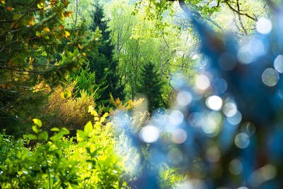 Forest with blue bokeh lights
