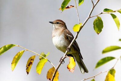 Brown-breasted warbler on tree branch