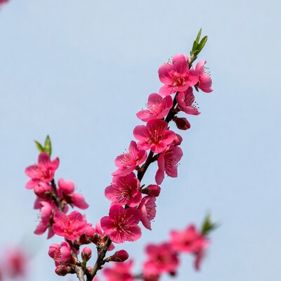 Pink peach blossoms on branch