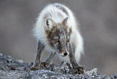 Arctic Fox on Rocky Terrain