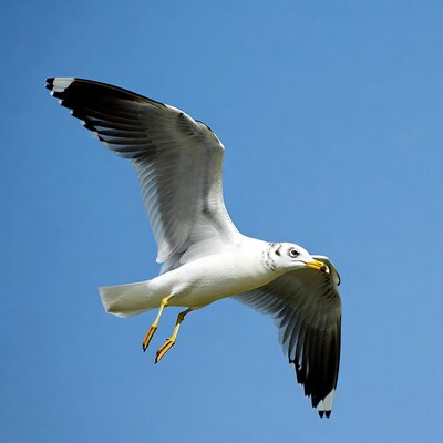 Seagull flying against blue sky