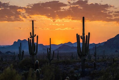Saguaro cacti at sunset with mountains