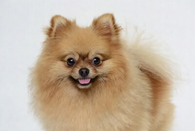 Smiling Pomeranian on white background