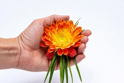 Hand holding orange gerbera daisy