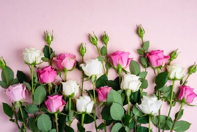 Pink and White Roses on Pink Background