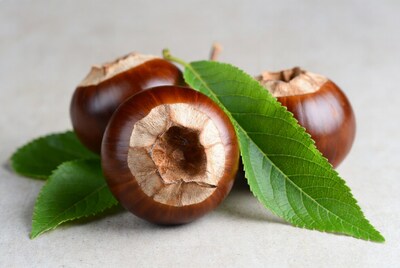 Horse chestnuts with leaves