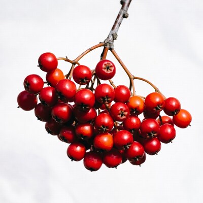 Red Mountain Ash Berries on Branch