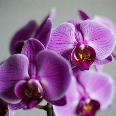 Purple Phalaenopsis Orchids Closeup