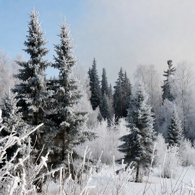 Snowy Fir Trees in Winter Forest