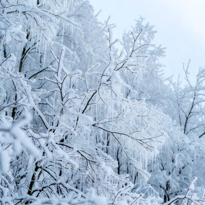 Trees Covered in Icicles and Snow