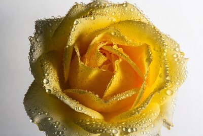 Yellow Rose with Dew Drops