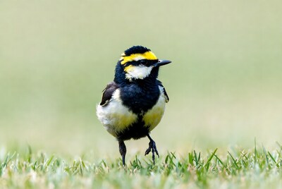 Yellow-crowned Black-and-White Wagtail on Grass