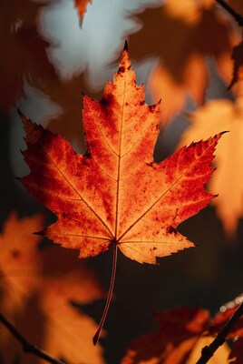 Vibrant red maple leaf closeup