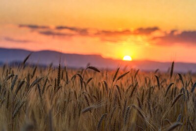 Wheat Field at Sunset