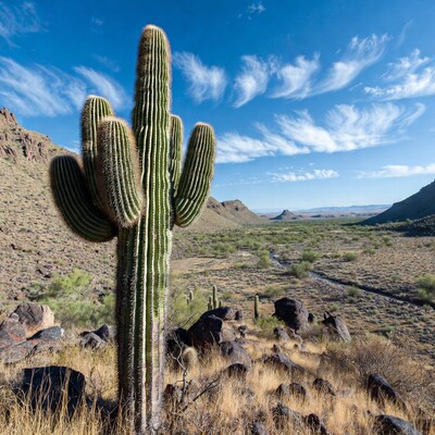 Saguaro cactus in desert landscape
