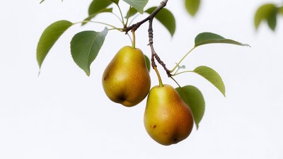 Two Pears Hanging on Branch