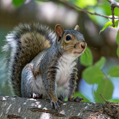 Gray squirrel on tree branch