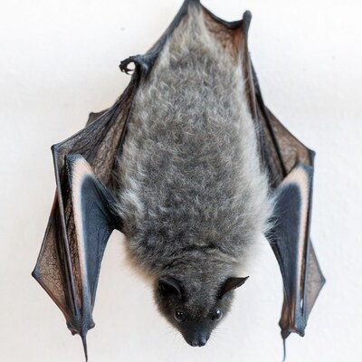 Hanging gray bat white background