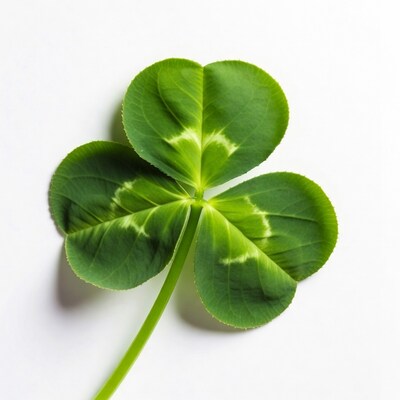 Four-leaf clover on white background