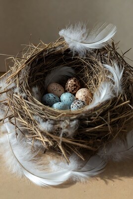 Bird eggs in nest with feathers