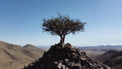 Lone tree atop rocky mountain