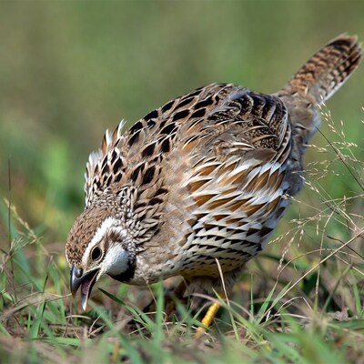 Quail foraging in green grass