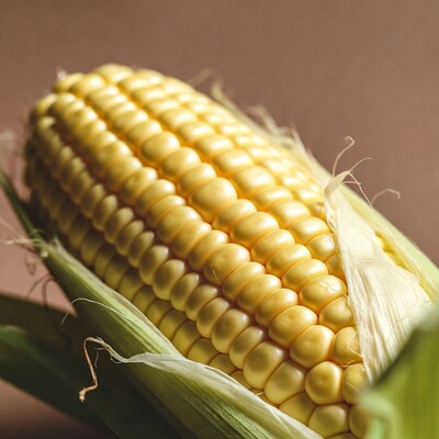 Fresh Corn on the Cob
