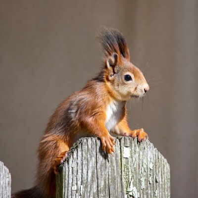 Red squirrel on wooden fence