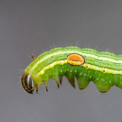 Green caterpillar with orange spots