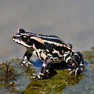 Black-spotted toad on wet rock