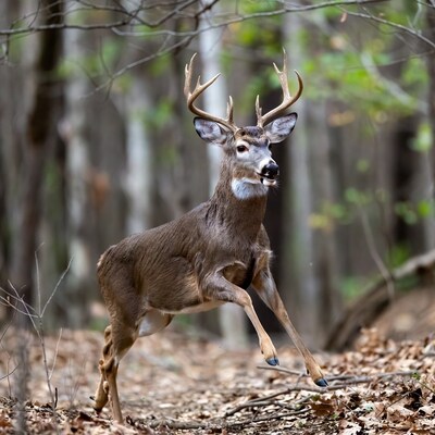 Buck deer running in forest