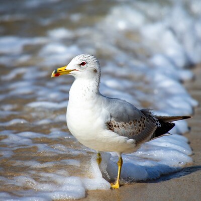Seagull standing on beach waves