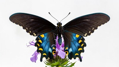 Pipevine Swallowtail Butterfly on Purple Flower