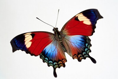 Colorful Morpho Butterfly on White Background