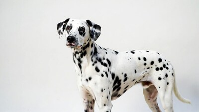 Dalmatian standing on white background