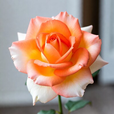 Pink and orange rose flower