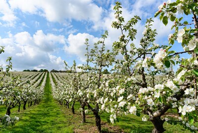Cherry Blossom Orchard in Spring