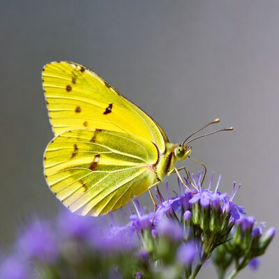 Yellow Butterfly on Purple Flowers