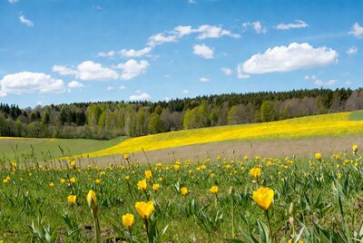 Yellow tulip field with hills and forest