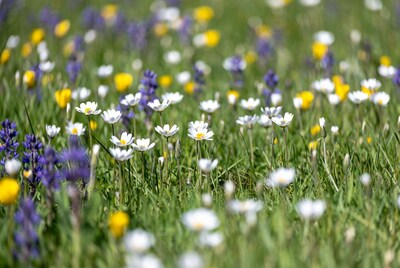 White daisies purple lupines yellow flowers grass