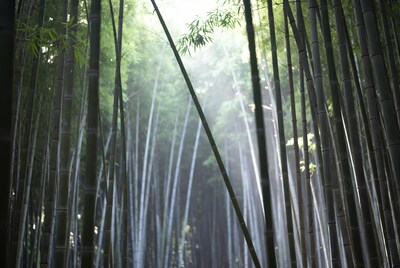 Bamboo Forest with Sunlight Rays