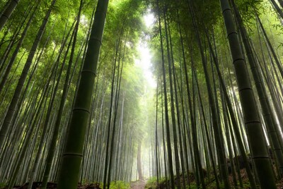 Bamboo Forest Path Sunlight