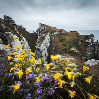 Yellow flowers on coastal cliffs